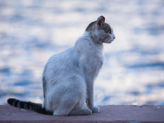 cat on wall