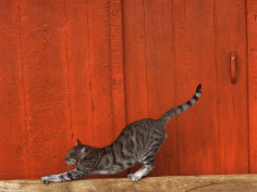 cat orange background