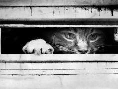 cat peers out of letter box