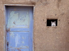 cat peers out of the window of an adobe house