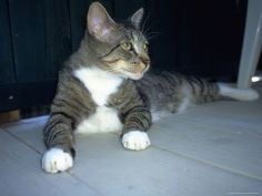 cat resting