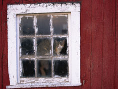 cat sitting in a barn window