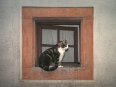 cat sitting on a window ledge