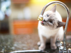 cat sitting on counter and licking drops of water from kitchen faucet
