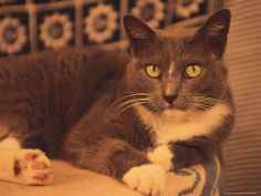 cat sitting on table