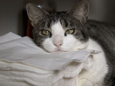 cat sleepily rests its chin on a stack of napkins