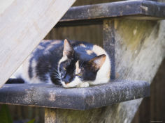 cat sleeping on stair step ambergris caye belize