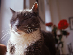 cat with eyes closed with roses in background
