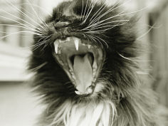 cat yawning