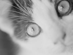 cats eyes