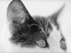 cats head