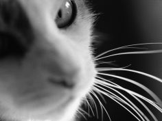 cats head view