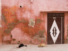 cats in medina