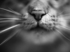 cats nose and whiskers