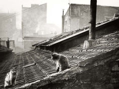 cats on a roof paris
