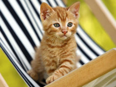 chaton roux