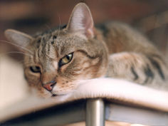 close up of cat