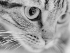 close up of cats face desktop wallpaper