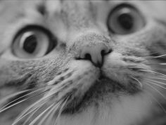 close up of cats face hd wallpaper