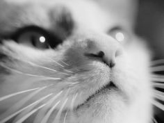 close up of cats face