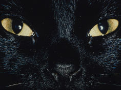close up of eyes and nose of black cat