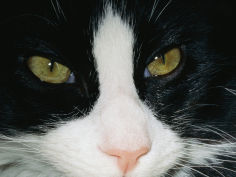 close view of a black and white tabby cat