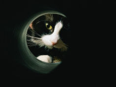 close view of a cat looking through a tunnel