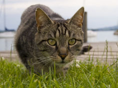 close view of a cat