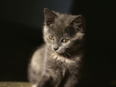 close view of a gray kitten