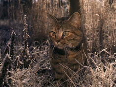 close view of a tabby cat in a frost covered field