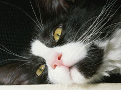 close view of black and white short haired cat