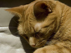 close view of orange tabby cat sleeping