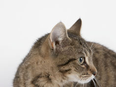 curious cat