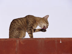 domestic cat cleans its paw whilst resting on a red wall