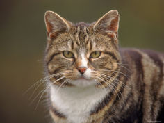 domestic cat felis catus wester ross scotland