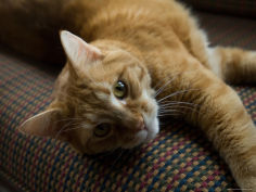 domestic cat lies on a couch in a home