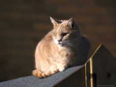 domestic cat sat in sun on shed roof