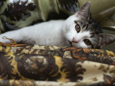 domestic cat