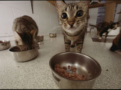 domestic cats feeding at a nutritional center