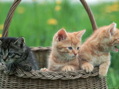 domestic kittens in basket desktop wallpaper
