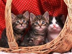 domestic kittens in basket