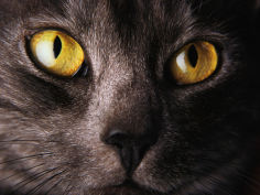 face of black cat