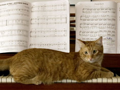 family cat rests on a piano keyboard beneath sheet music