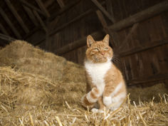 farm cat sitting on a bale of straw massachusetts