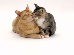 father red male with his agouti tabby male kitten