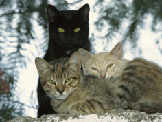 felis catus group of three tanzania