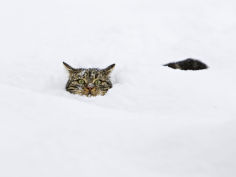 felis catus in deep snow