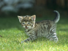 felis catus kitten calling