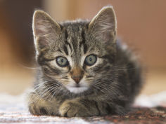 felis catus kitten
