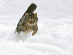 felis catus male running in snow